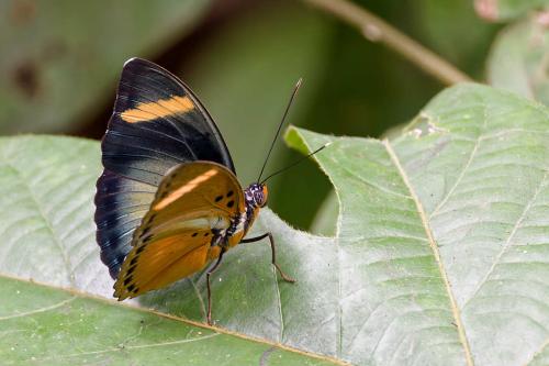 Euphaedra sp.
